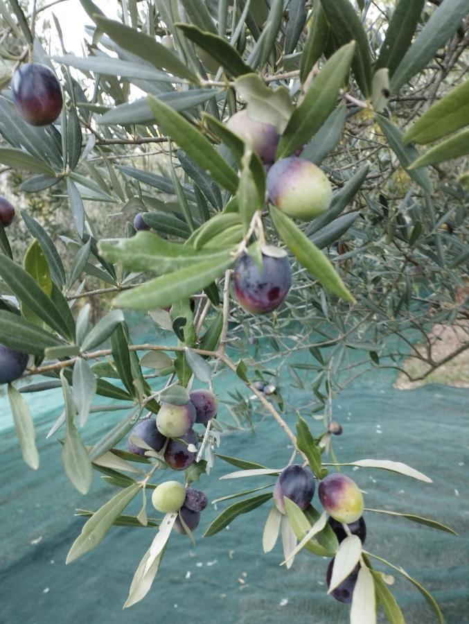 הוילה Subbiano Casa Renacci מראה חיצוני תמונה