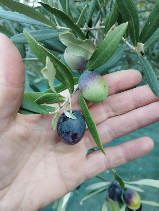 הוילה Subbiano Casa Renacci מראה חיצוני תמונה